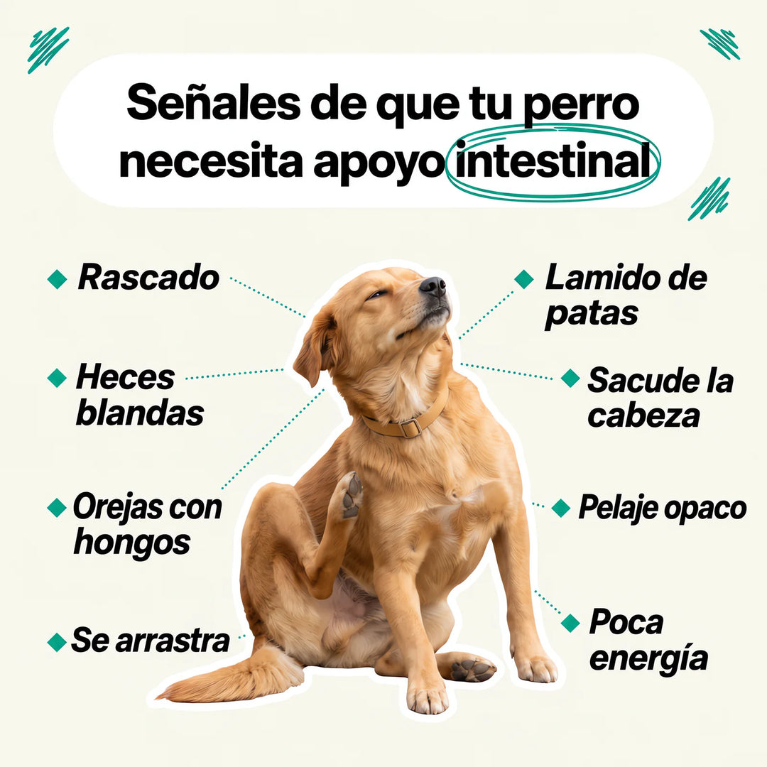Señales de que tu perro necesita apoyo intestinal: rascado, lamido de patas, heces blandas, se arrastra
