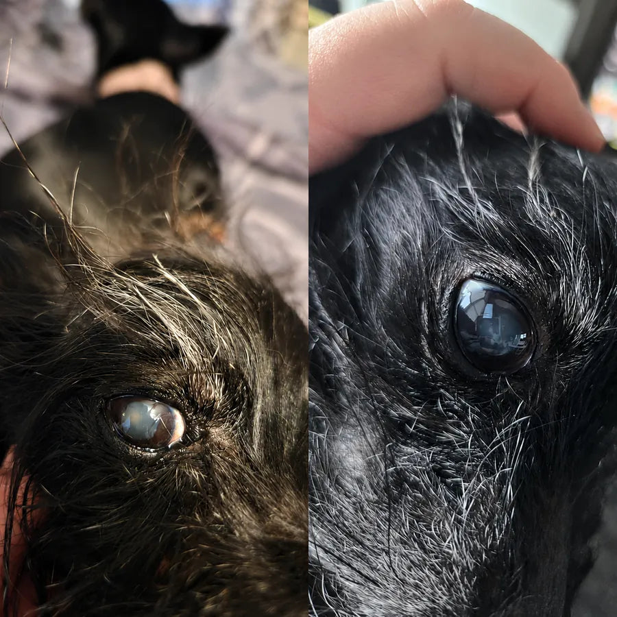 Ojo de perro nublado y ojo claro
