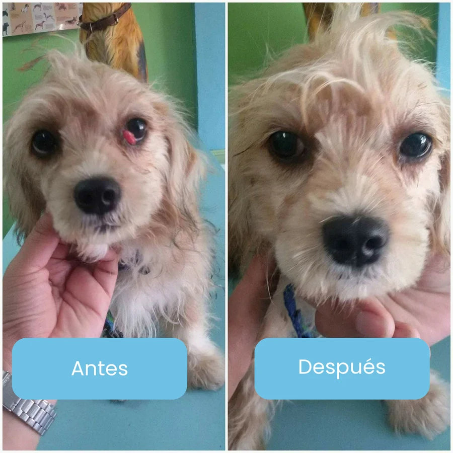 Perrito antes y después