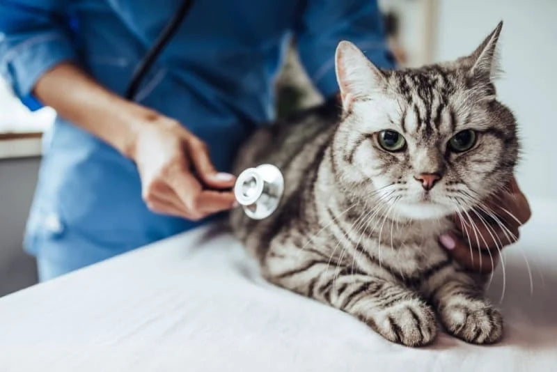 El descubrimiento que cambió todo lo que sabemos sobre los gatos