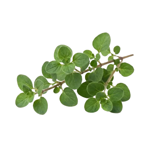 Aceite de orégano