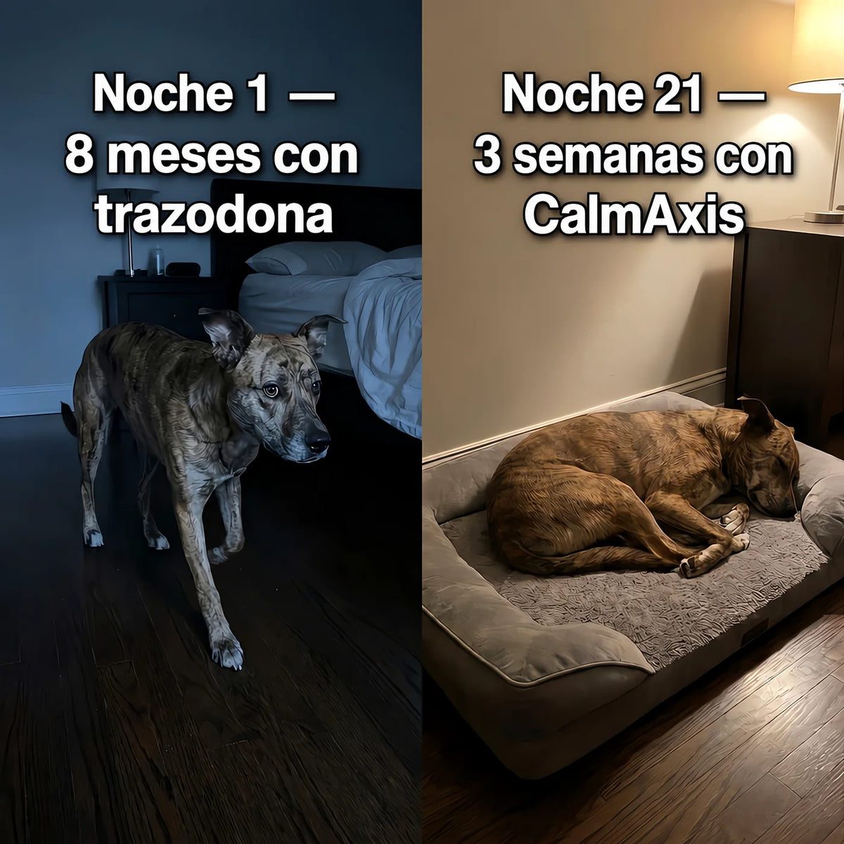 Noche 1 con trazodona vs noche 21 con CalmAxis