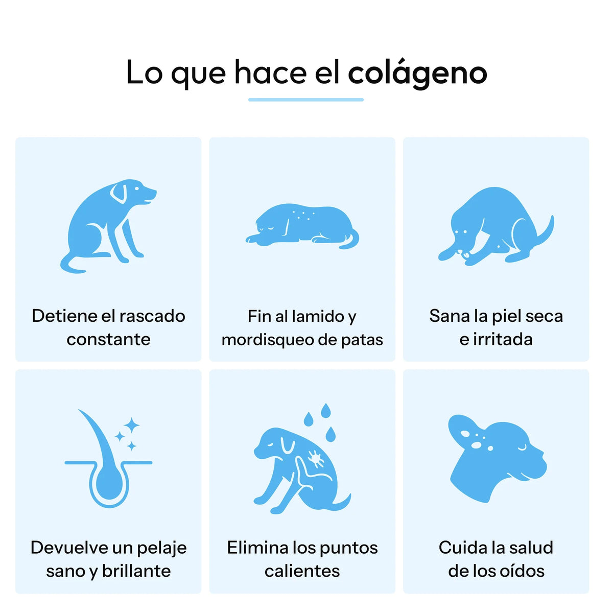 Lo que hace el colágeno: menos rascado, menos lamido de patas, piel sana, pelaje brillante y oídos sanos