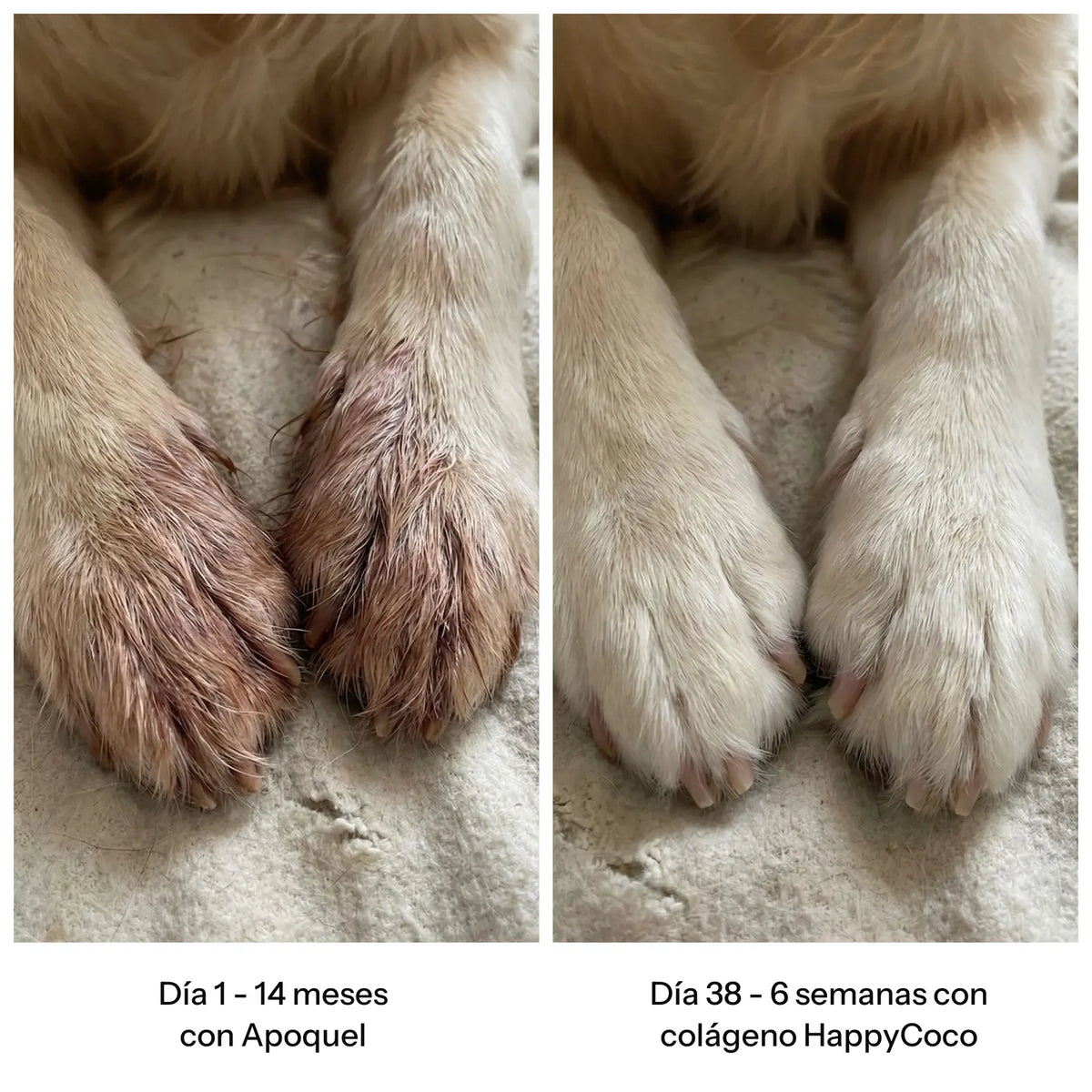 Antes y después: patas tras 6 semanas con colágeno HappyCoco