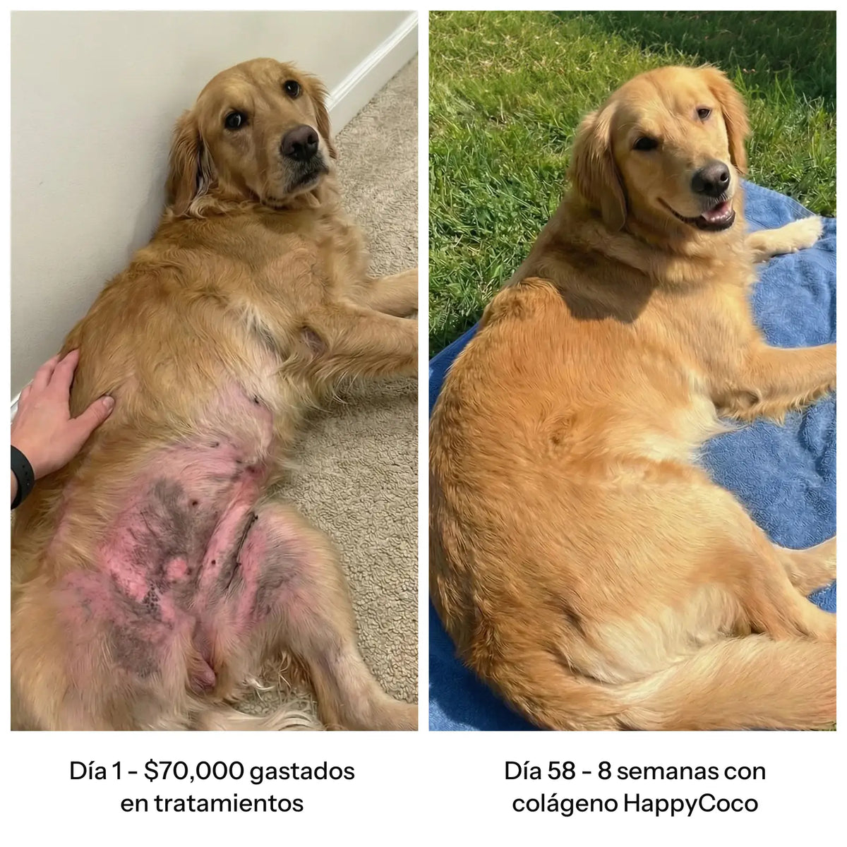 Antes y después: piel del abdomen tras 8 semanas con colágeno HappyCoco