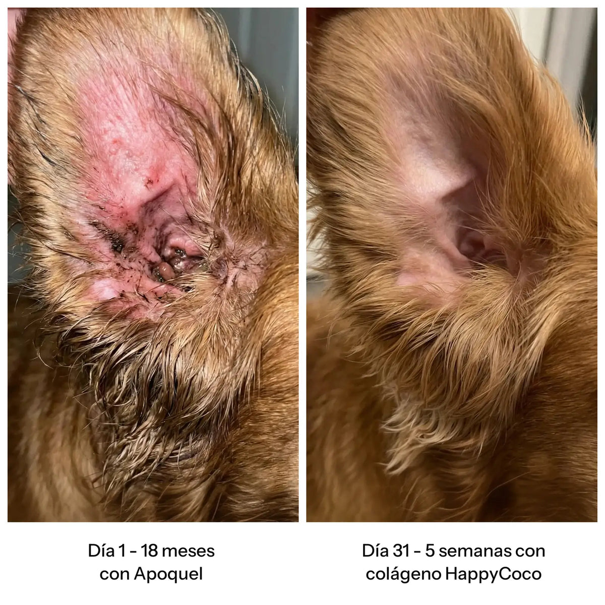 Antes y después: oreja tras 5 semanas con colágeno HappyCoco