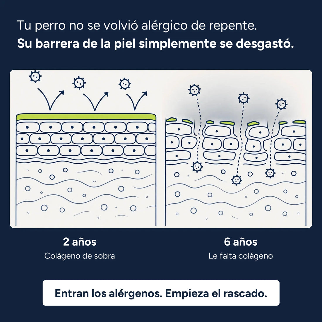 Tu perro no se volvió alérgico de repente