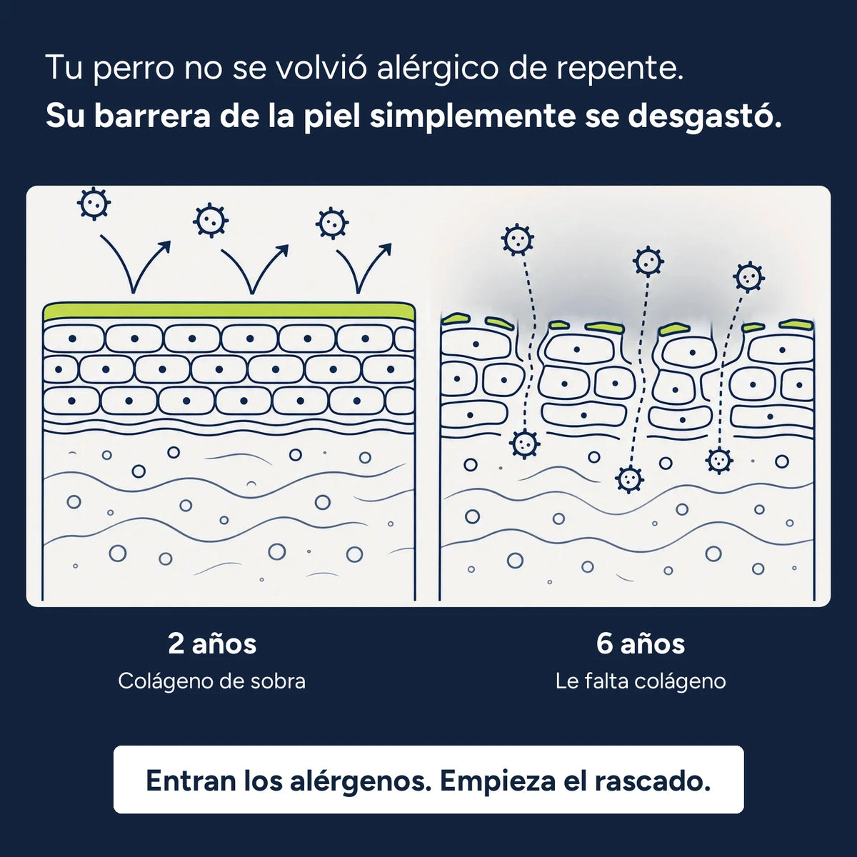 Tu perro no se volvió alérgico de repente