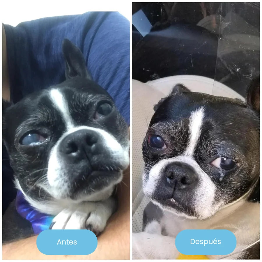Boston terrier antes y después