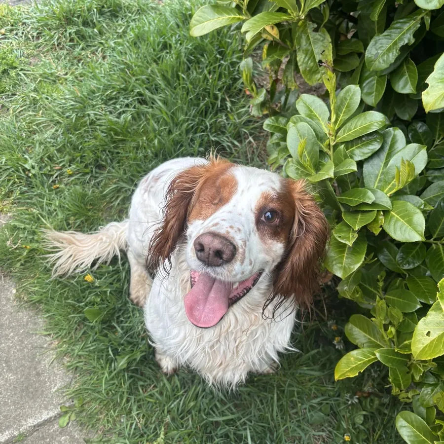 Perro feliz en el jardín