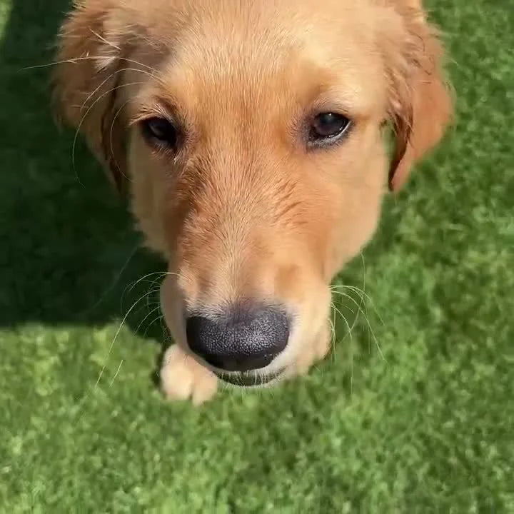 Cachorro golden retriever