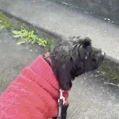 Perrito negro con suéter rojo