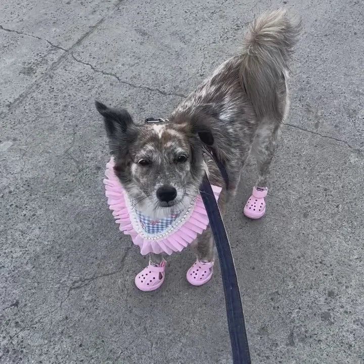 Perrita mestiza de paseo