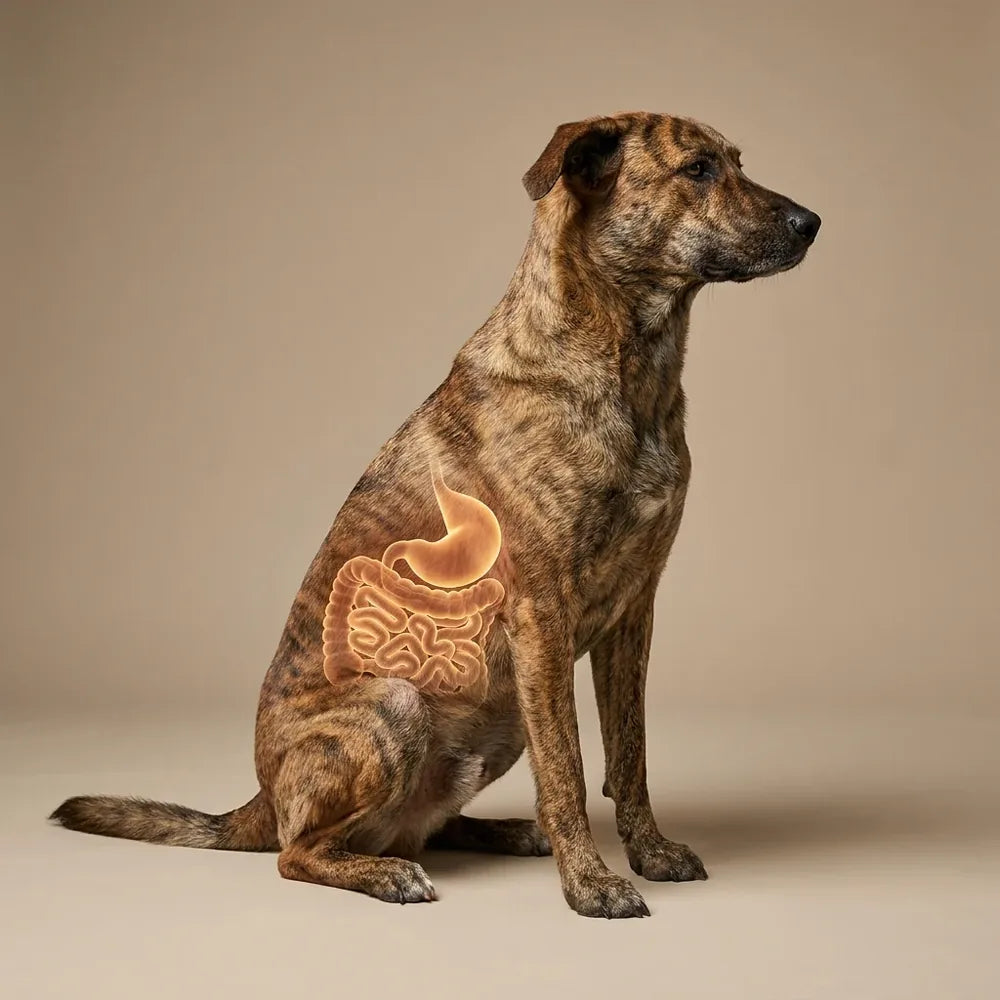 El intestino controla la calma: anatomía del perro con la conexión intestino-cerebro
