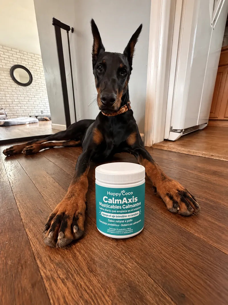 Perro de cliente con CalmAxis
