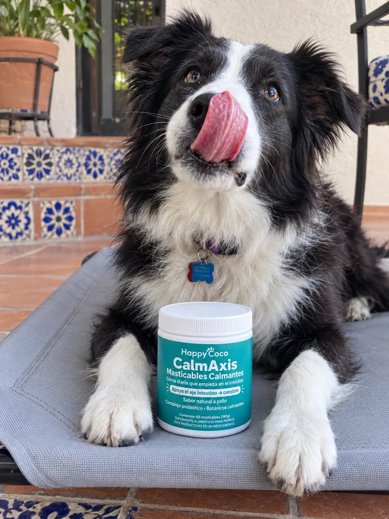 Perro de cliente con CalmAxis