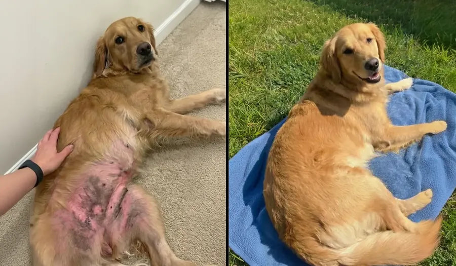 Golden retriever antes y después: piel del abdomen