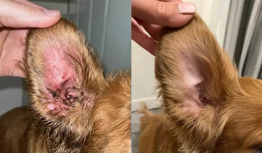Oreja antes y después