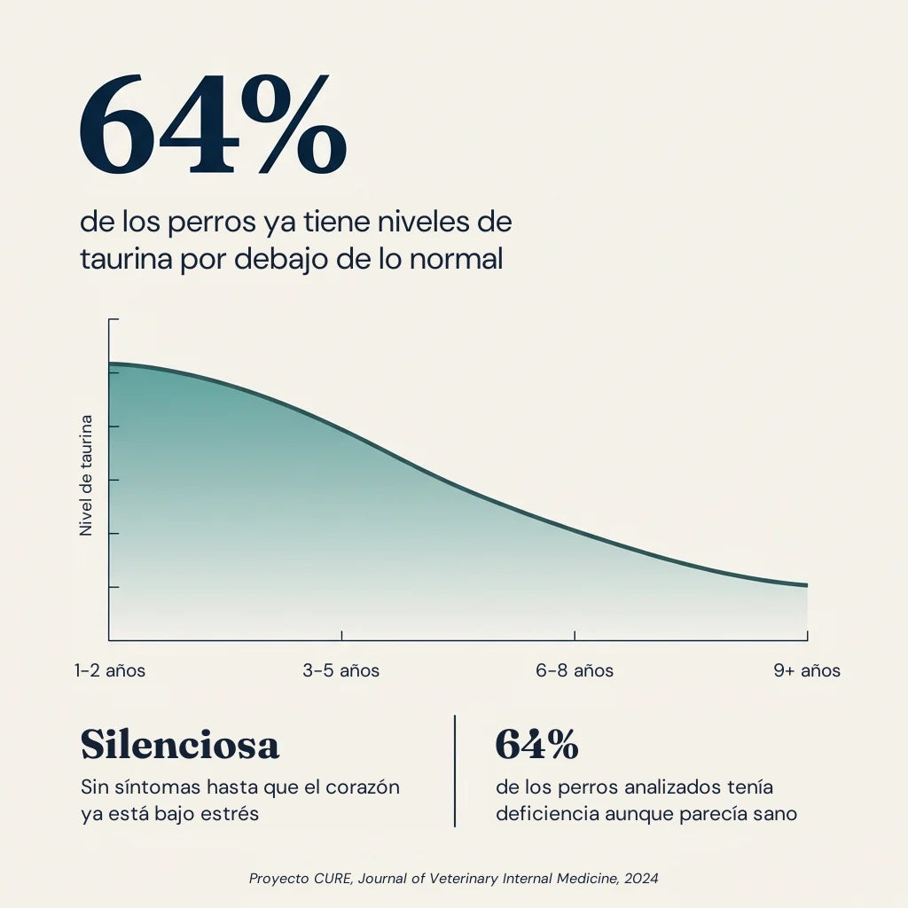 Por qué importa la taurina: