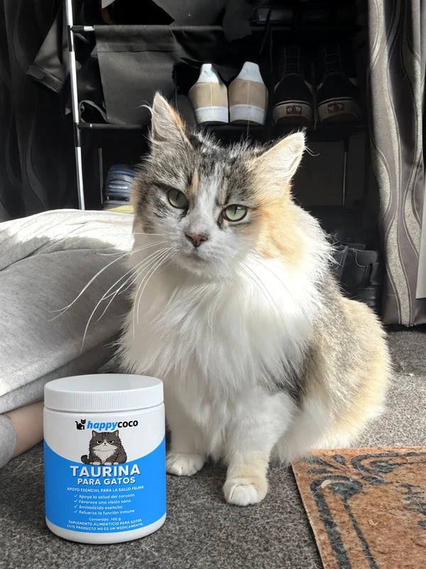 Gata calicó de pelo largo junto a la Taurina HappyCoco