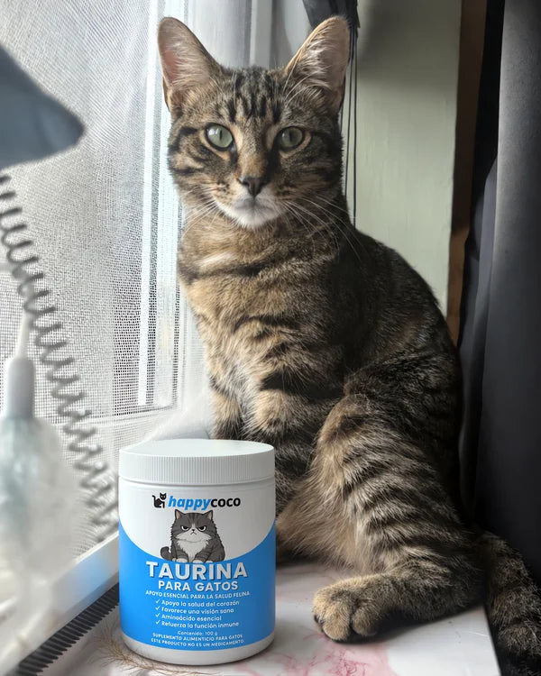 Gato atigrado en la ventana junto a la Taurina HappyCoco
