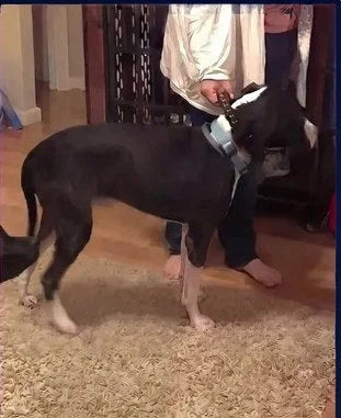 Perro después de tres meses