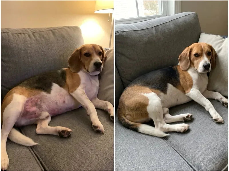Fotos de antes y después de la beagle de Carmen V.