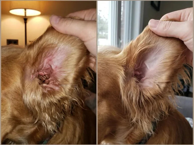 Fotos de antes y después del perro de Marisol G.