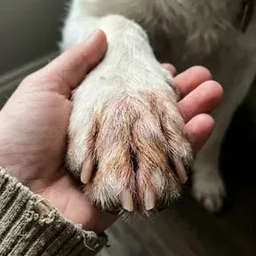 Perro lamiéndose la pata