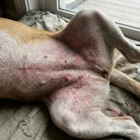 Panza roja de un perro acostado boca arriba
